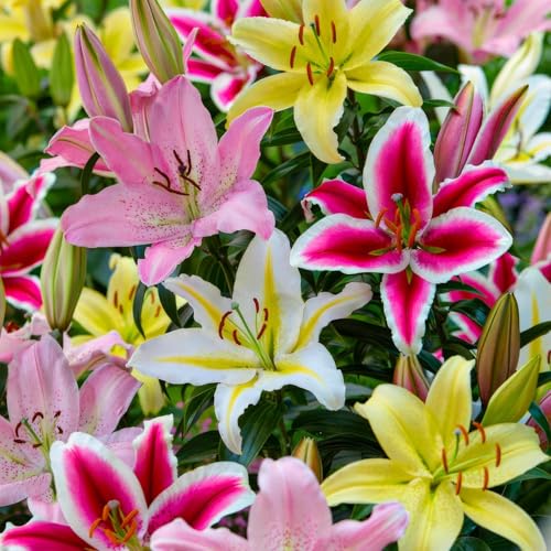 Bulbes de Lys Oriental - Lys Bulbes - 15 Bulbes de Fleurs à Planter Exterieur - Plantes Vivaces Exterieur - Rustique - Naturelle Plantes de Hollande (gros, pas de graines, non artificiels)