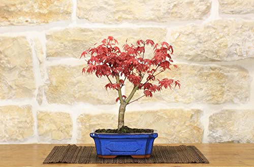 Bonsai Di Acero Palmato Deshojo Giapponese In Vaso Rettangolare