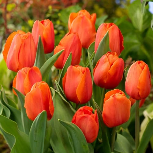Bulbos de tulipán Single Orange Passion (25 bulbos) exclusivos tulipanes naranjas de Holanda, resistente al invierno y perennes para jardín, macetas, balcón de Ámsterdam, no artificiales)