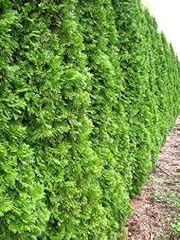 Smaragd Lebensbaum Thuja occidentalis...