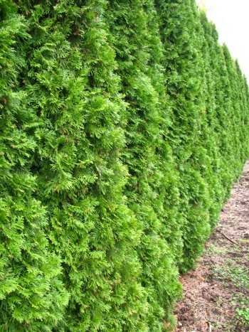 Thuja Smaragd Lebensbaum Thuja occidentalis 100-125 cm im 5 Liter Container