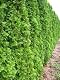 Thuja Smaragd Lebensbaum Thuja occidentalis 100-125 cm im 5 Liter Container