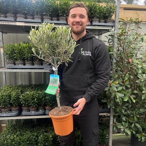 Hardy Potted Olive Tree | 80-90cm Height Including The 18cm Wide Growers Pot