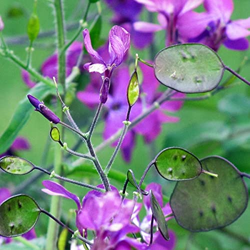 Cemeha Seeds - Silver Dollar Lunaria Mix Money Plant Biennial Flowers For Planting #TOP4
