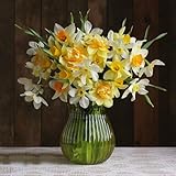 10 piezas bulbos de narciso perenne resistente - flores silvestres plantas de oficina hierba jardín regalo narcisos, bulbos de narciso, Narciso flores de primavera bulbos plantas de