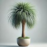 Ponytail Bottle Palm Seeds – Non-GMO Beaucarnea Recurvata – Unique Bulb Trunk, Curved Leaves, Low-Maintenance Indoor Decorative Plant – Ideal for Pots & Home Decor