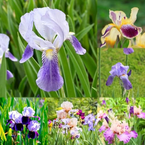 3 piezas bulbos iris - jardín resistentes y perennes, primavera bulbos primavera