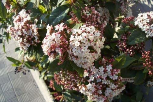 10 SEMI DI Viburno Tino Viburnum tinus L