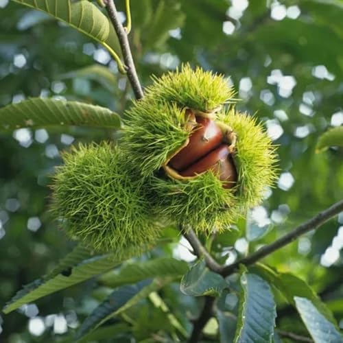 Semillas de castaño - Semillas de castaño de balcón resistentes orgánicas 60pcs