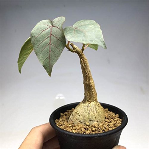 Amazon|コーデックス:フィカス パルメリー*|観葉植物 オンライン通販 Amazon|コーデックス:フィカス パルメリー*|観葉植物 オンライン通販