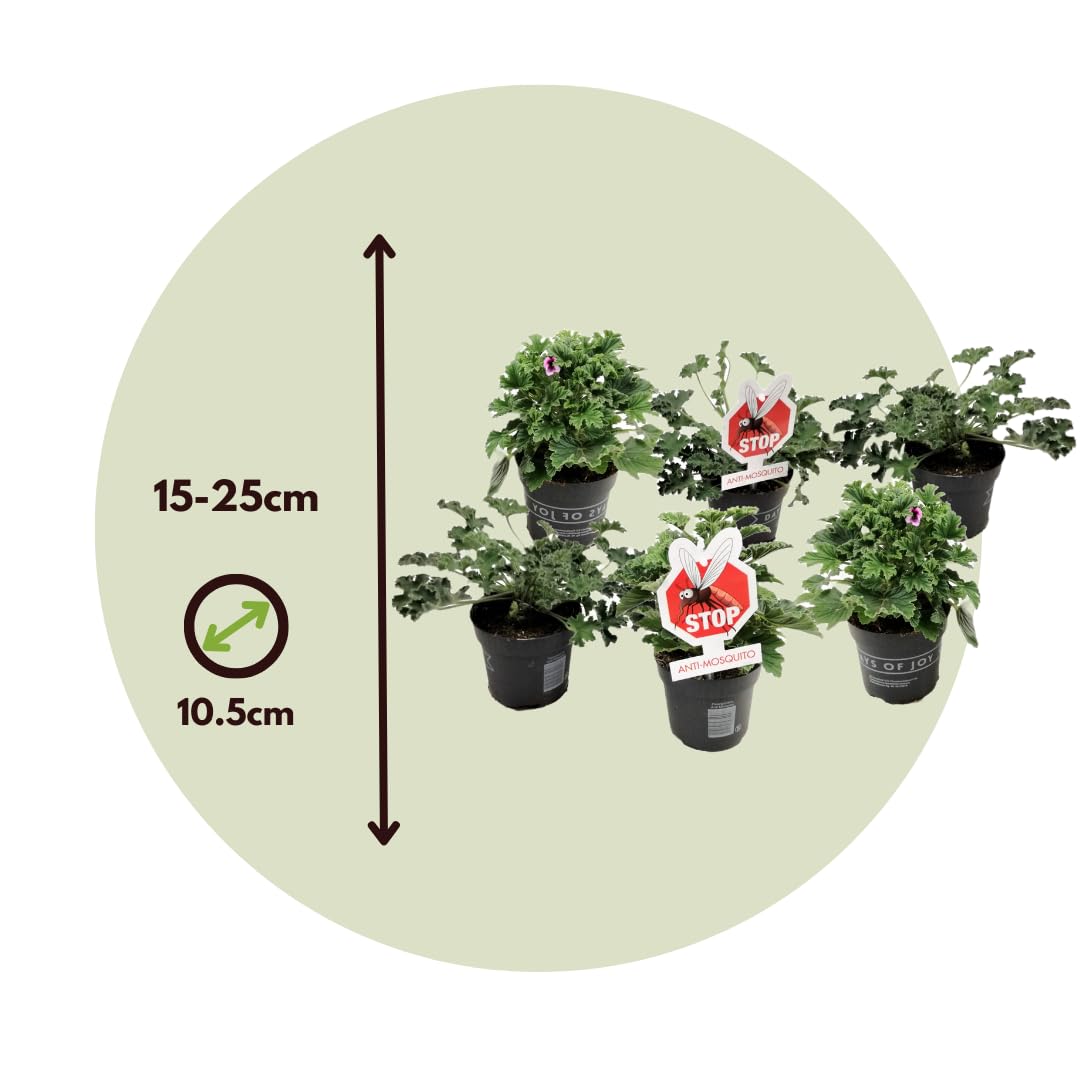 Plant in a Box - Pelargonium - Set da 6 pezzi - 3 diversi tipi - Anti-zanzara - Vaso da fiori 10,5 cm - Altezza 15-25 cm