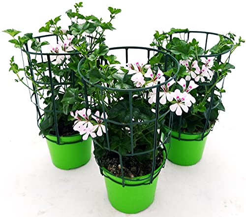 POWERS TO FLOWERS - GERANIO PARIGINO BIANCO "HERCULES", PELARGONIUM, 3 PIANTE VASO 14, piante vere