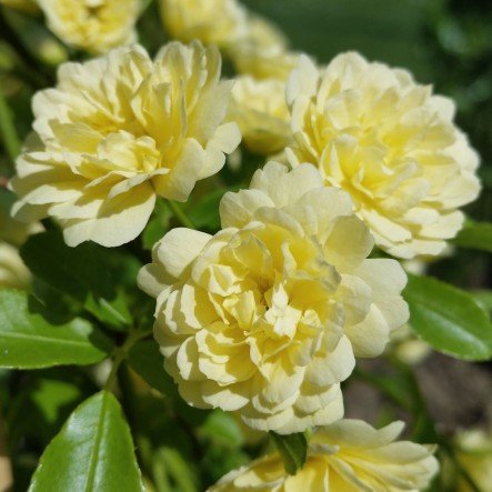 Aiden Gardens Lady Banks Yellow Climbing Rose Flower Plant 1 Grafted Rose Live Plant (B07DM5961Y) Amazon Price History, Amazon Price Tracker
