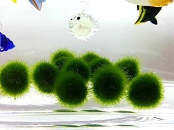 Amazon まりもモスボール 5 1 Free 12ミリメートル径 レアライブ簡単なインテリアペット工場 日本からの船舶 のための海のカブトエビエッグ 楽しいカエルキットを育てる モンキーがそれらを愛する それは美しいです最も簡単な植物 ちょうど水の中に