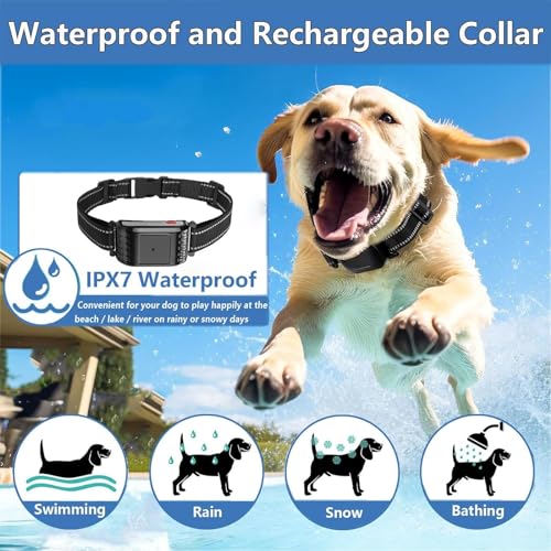 Dog Collar Quality and Design