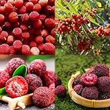 madroño semillas perennes resistentes semillas interior resistentes para jardín, jardín interior decorativa para balcones 40pcs