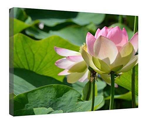 Impression sur toile de lotus 40x50 cm avec cadre en bois nature