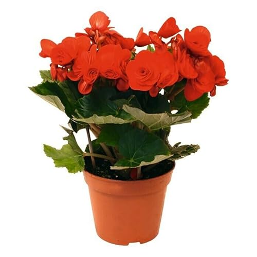 Begonia Elatior la Planta de Interior que Proporciona Alegría a tu Hogar Mix Color