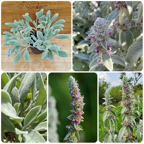 Semillas de milenrama lanosa, raras Stachys bizantina, de balcón de jardín silvestres 100pcs