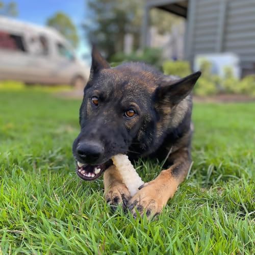 Image of Nylabone Power Chew Textured Knuckle Bone Dog Chew Toys, X-Large, 2 Count | Original & bacon flavor, durable, long lasting, teeth-cleaning textures, discourages destructive chewing, for dogs 50+ lbs