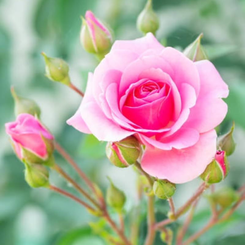 Miniatura 6 de Mini rosa rosa viva, rosa en miniatura en maceta de 3 pulgadas, planta de flores para interiores y exteriores, rosa viva compacta para regalos y