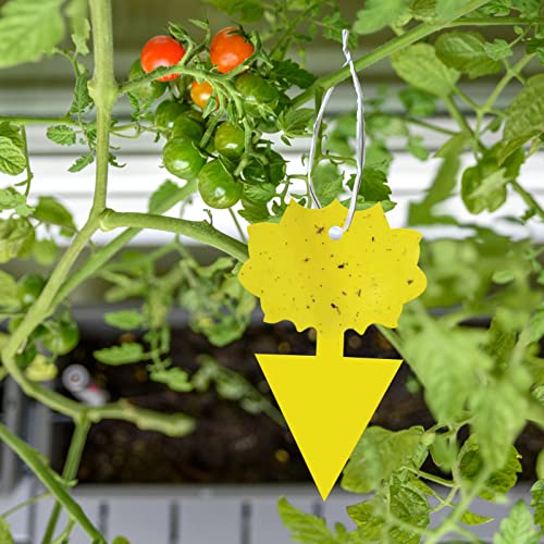 108 Pieces Sticky Fruit Fly Trap,Dual-Side Fruit Fly And Fungus Gnat Sticky Catcher Trap For Indoor Outdoor Fruit Fly,Fungus Gnats,Mosquito,Flying Insect Bug Pest,White Flies Yueqinglong #TOP6