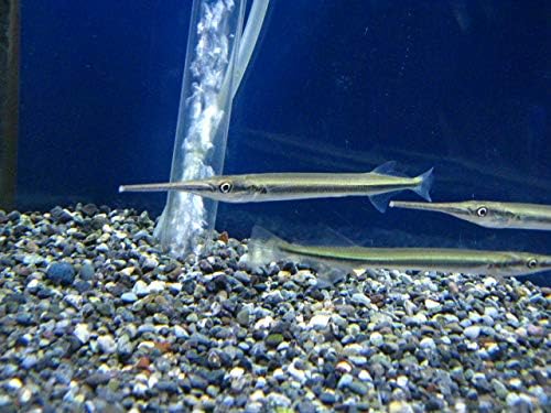 Amazon ニードルガー ノーブランド品 熱帯魚 観賞魚 通販