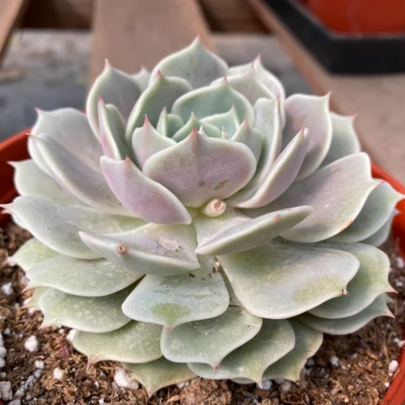 【✦echeveria✦再販受注生産✦size1✦Olive✦leather✦】 Amazon.com : Echeveria Succulents Live Plants for Planting