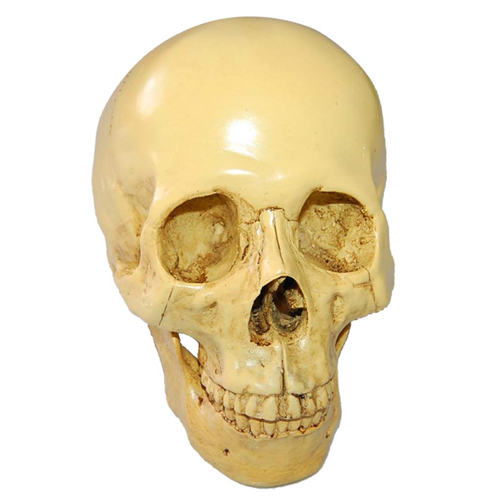 1:1 Realista Replica Cráneo Resina Cráneo Esqueleto Cabeza Modelo