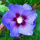 20 Blue Purple Hibiscus Seeds Perennial Flower Flowers Seed Bloom Garden Tree