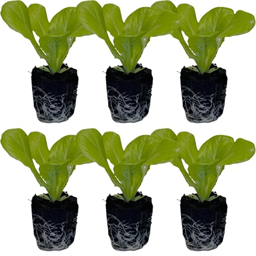 Butter Lettuce Seedlings: Ready-to-Plant, Starts, Starters, Plugs, Garden Ready, Live Plants, Transplants, Pre-Sprouted, Soil & Hydroponic Gardens (6 seedlings)