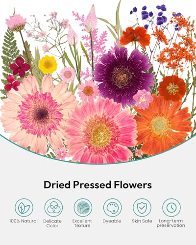 Image of Dried Pressed Flowers, Resiners Dried Flowers for Candle Making Real Natural Pressed Flowers Dry Leaves Kit for DIY Crafts Resin Soap Scrapbook Card Making Jewelry (Gerbera Daisy 100pcs)