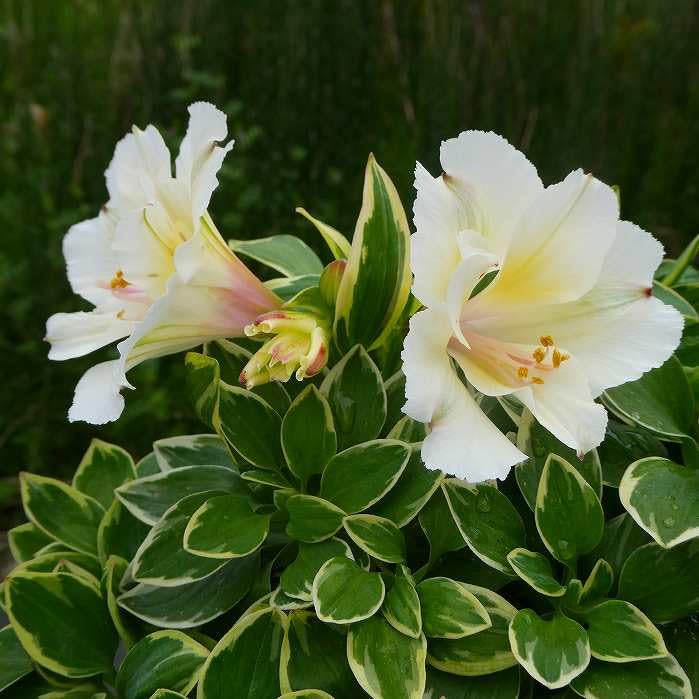 Amazon.co.jp: アルストロメリア 苗 クラリッサ 斑入り 白花 3.5号