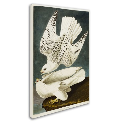 Iceland Or Jer Falcon Artwork By John James Audubon, 16 By 24-Inch Canvas Wall Art #TOP1