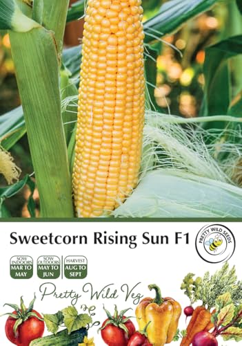 Sweetcorn Rising Sun F1 Seeds in Pictorial Packet- 30 Seeds