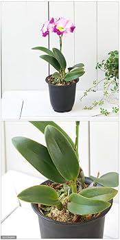 洋ラン さや カトレア４種４株 Amazon.co.jp: （観葉植物）洋ラン 品種おまかせカトレア 3～4