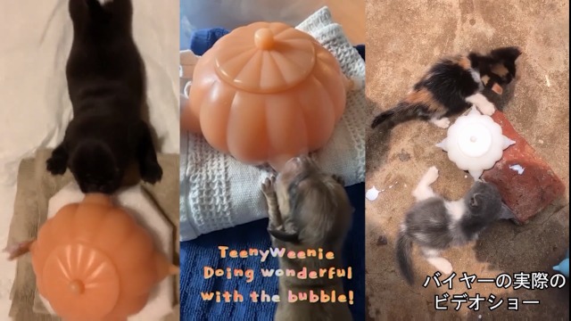 Amazon | 子猫バブルミルクボウルシリコン子犬授乳ステーション