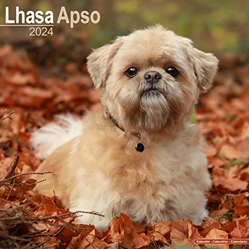 Lhasa Apso Calendar 2024