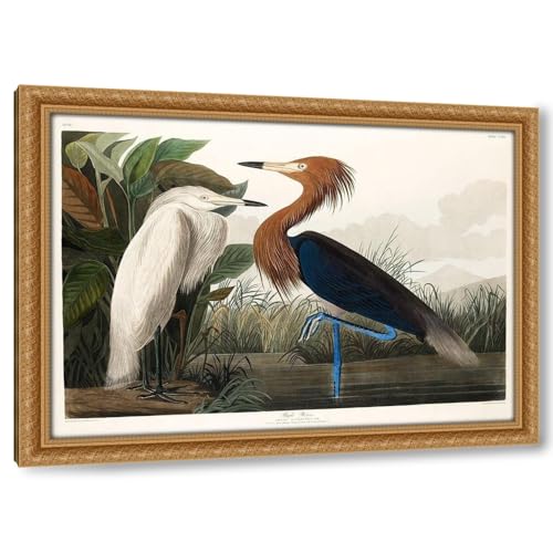 ArtDirect Purple Heron 48x34 Huge Gold Ornate Wood Framed Canvas Giclee Art by Audubon, John James