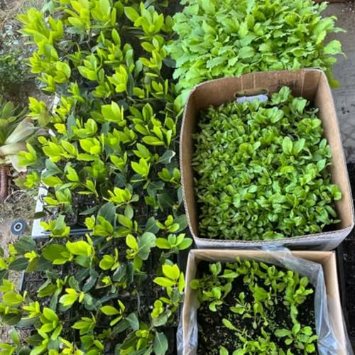 Live Bay Leaf Plant Tree, Laurus Nobilis Live Plants, Sweet Bay Laurel Starter 5 to 10 Inc Tall, No Pot