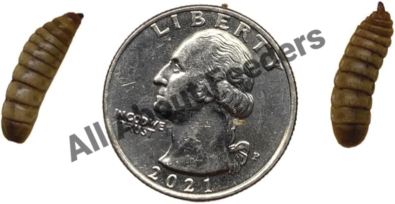 All About Feeders Large Black Soldier Fly Larvae (BSFL) 2000 Count