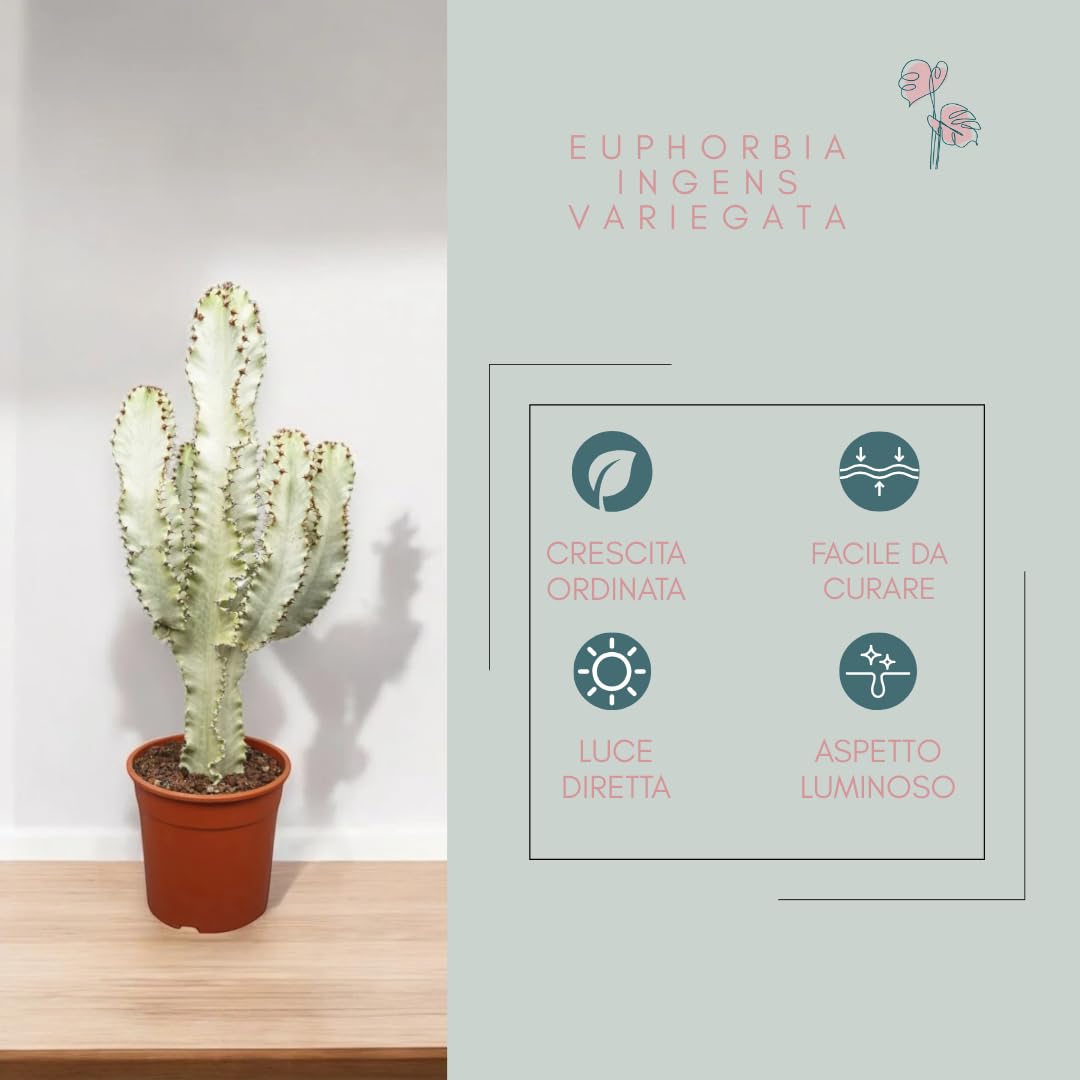 Euphorbia ingens variegata, pianta vera da interno, altezza pianta 60-70 cm, pianta grassa ornamentale, facile da curare