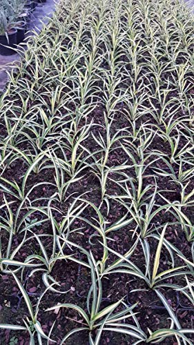 Yucca filamentosa 'Color Guard' / Yucca filamenteux Panaché/Conteneur de 1 à 1.9 litres