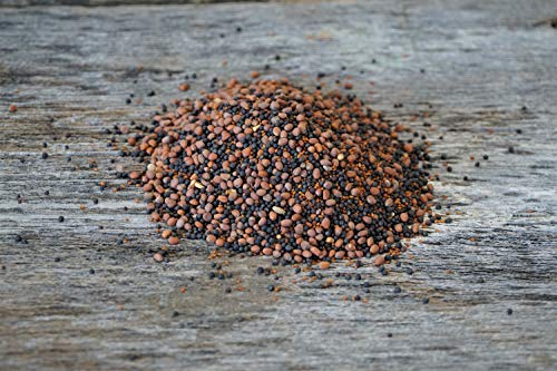 Brassica Blend For Deer