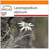 SAFLAX - Garden in the Bag - Heilpflanzen - Edelweiss - 500 Samen - Mit Anzuchtsubstrat im praktischen, selbst aufstellenden Beutel - Leontopodium alpinum