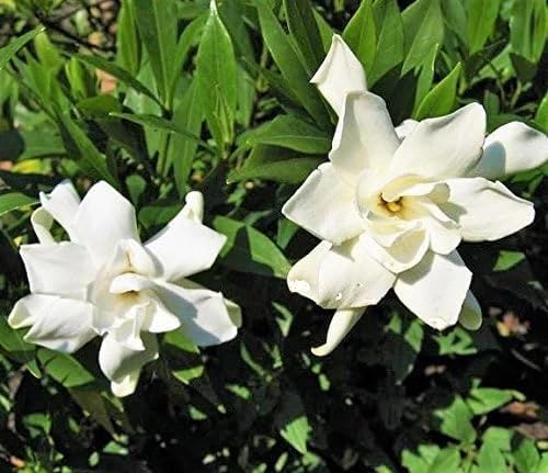 Cape Jasmine Plant 3-5" Tall - Frost Proof Gardenia Live Starter Plant for Growing Indoor