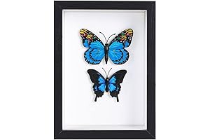 Stunning 5x7 Black Shadow Box Frame: Showcase Your Treasures
