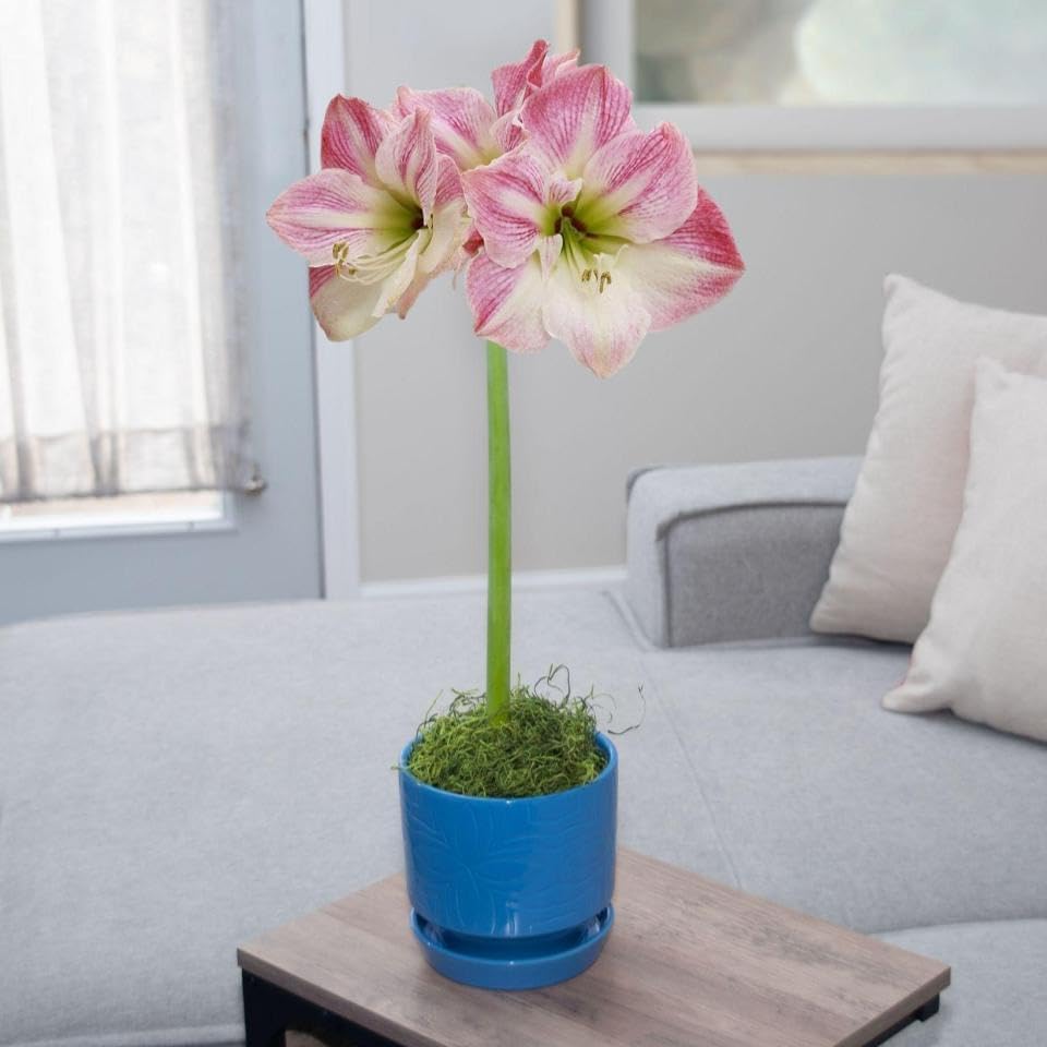 Chalily Pre-Potted Amaryllis Bulb Kit: Apple Blossom in Stunning Beautiful Blue Ceramic Pot NO Planting Necessary Indoor Flowers and Blooms Many Color Options Red, Pink, White
