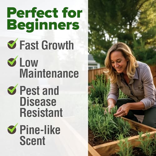 Image of HOME GROWN Rosemary Seeds Pack - 300 High Germinating Heirloom Herb Seeds for Planting in Indoor or Outdoor Herb Gardens (Salvia rosmarinus)