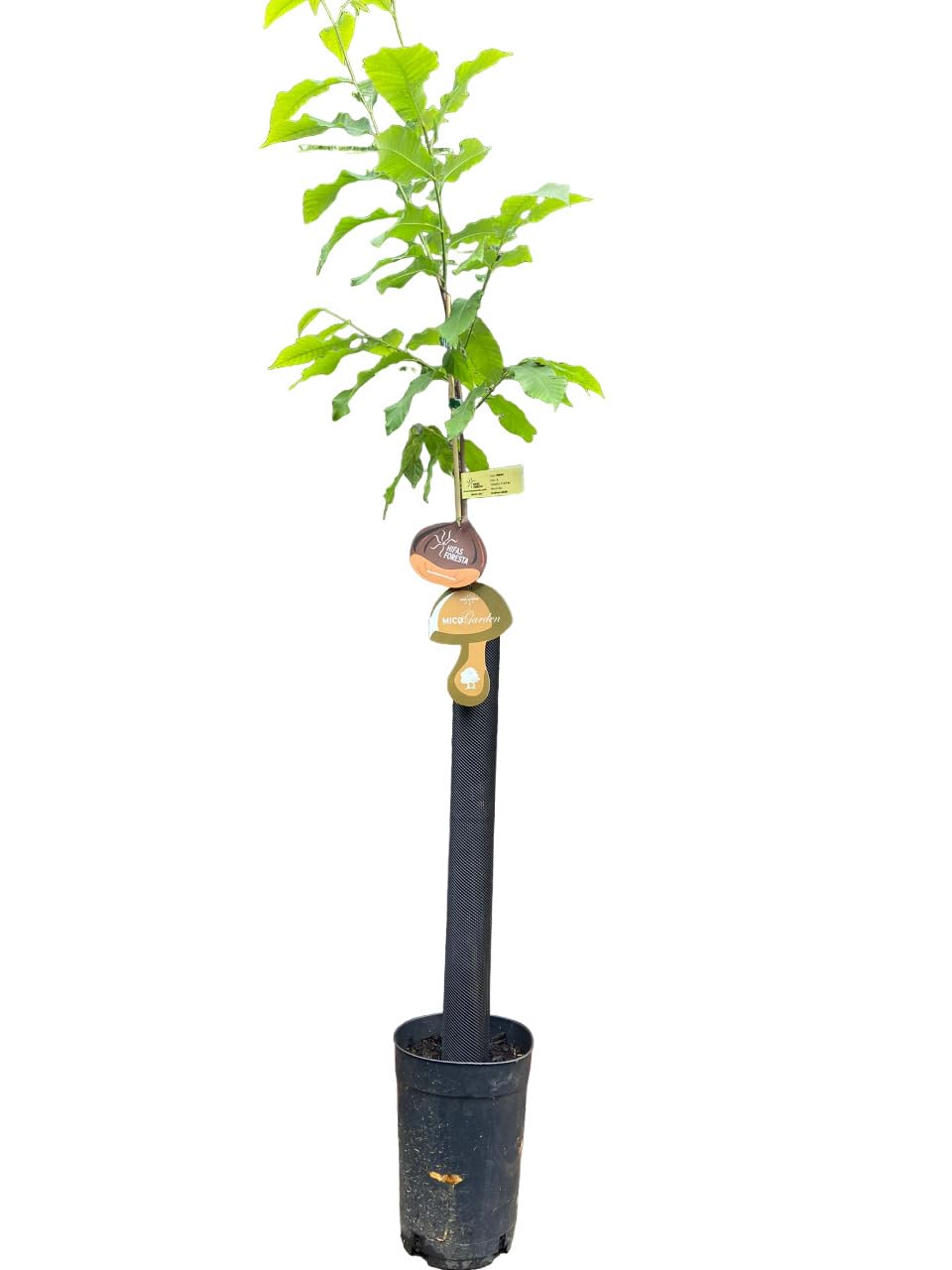Árbol Frutal castaño. Produce castañas grandes y setas. Altura 1-1,20m. Maceta 3,5 litros. Castaño variedad Marigoule, micorrizado productor de setas (Boletus edulis). Resistencia Tinta